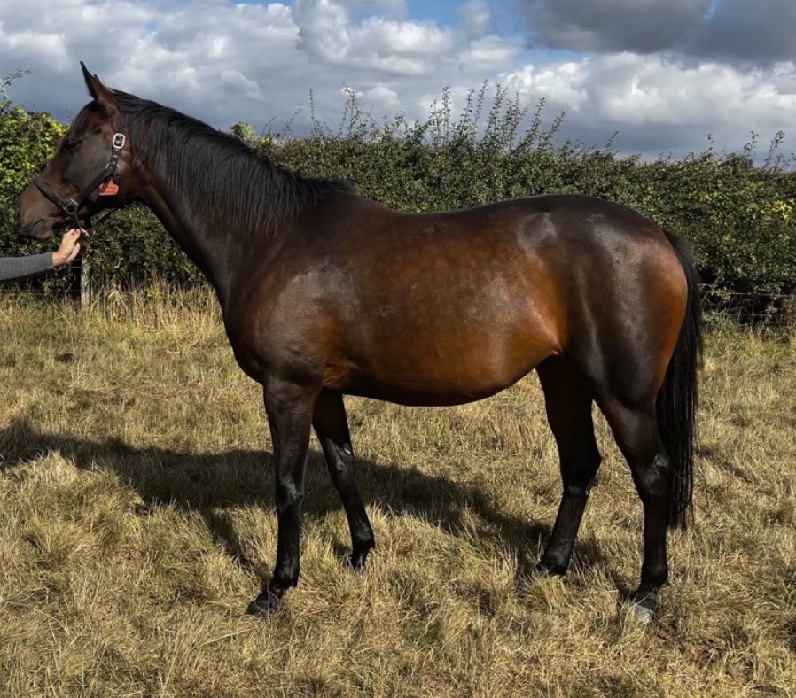 StoweRacing's tweet photo. Racing fit on the left with @harry_bann1310 &amp; now excitingly in foal to Planteur standing @ChapelStud. Our Grade 2 Mares Final from @NewburyRacing BOURBON BEAUTY being cared for by @CulworthGrounds. What a horse she was for us and we’re excited to follow her broodmare progress. https://t.co/HGhAJZZp9K