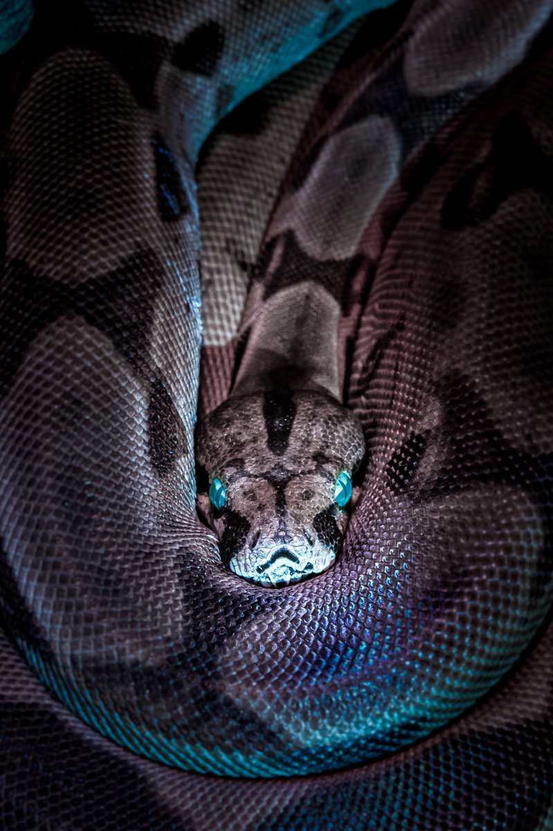 SillyHostUK's tweet image. #python #pythonlinux #pythonlearningmachine #pythonprogramming #pythonbots #pythonservers #pythonpower