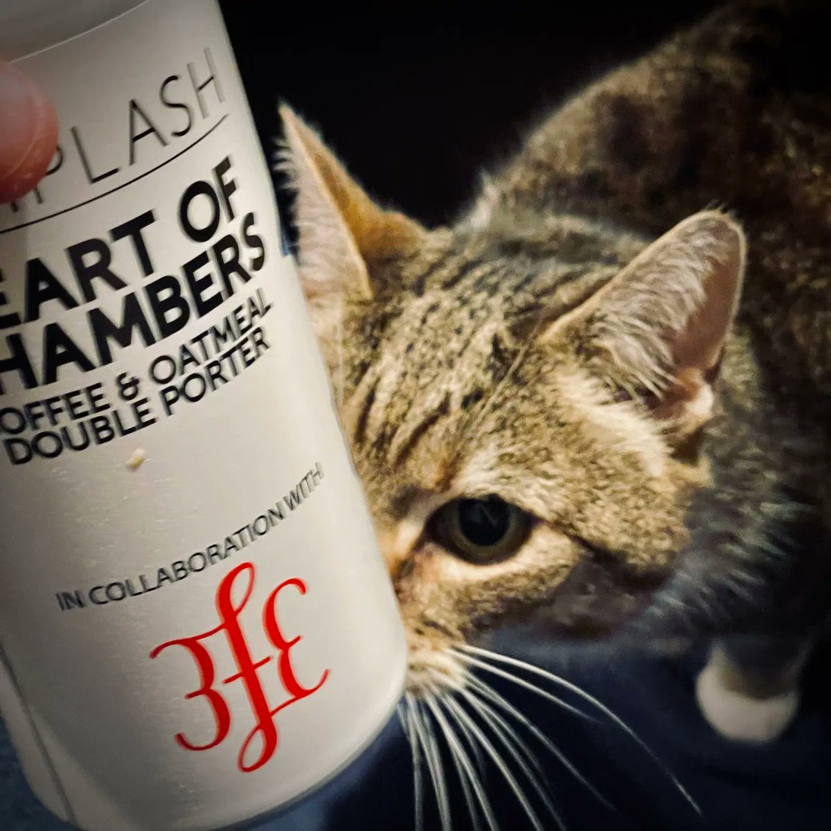 theworldofmattp's tweet photo. #tabbycatworlddomination #tabbycat #CatsOfTwitter #Cat #cats #TabbyTroop #TABBY #purringchain #drunkkitty https://t.co/Q9OLQw8Hbf