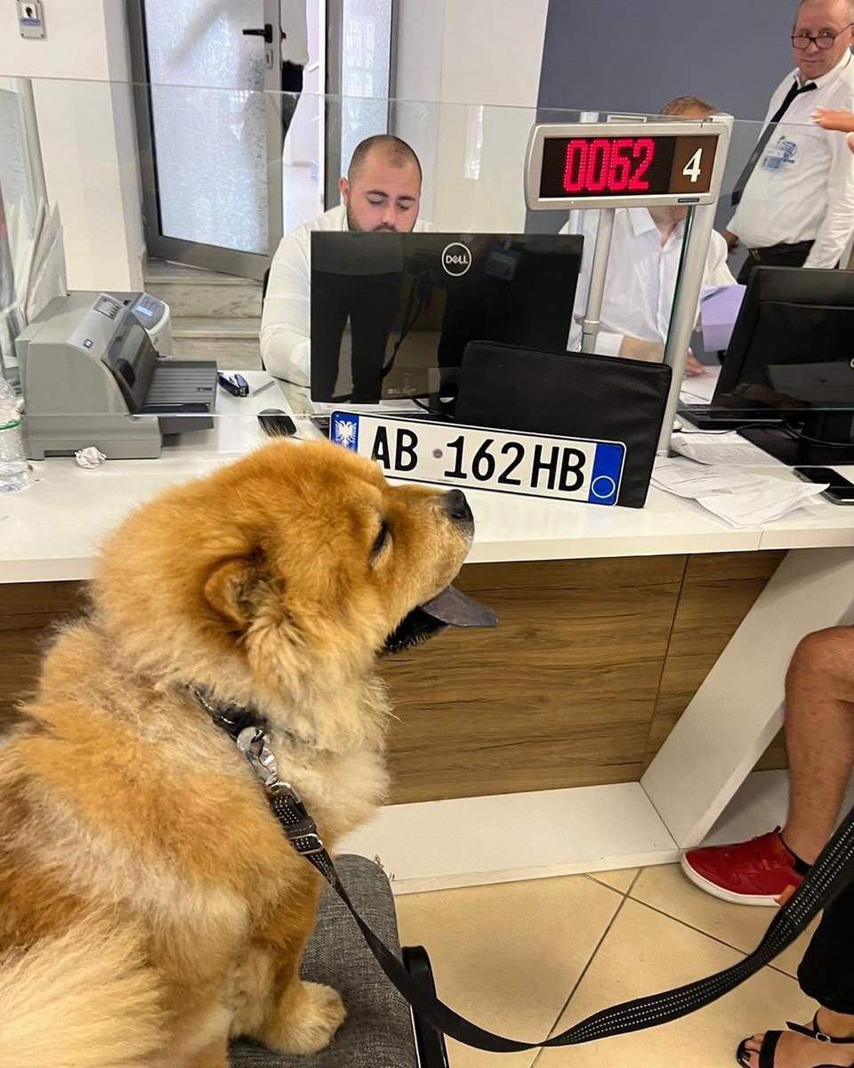 BGonxhja's tweet photo. 🙏😇NE JEMI PET FRIENDLY! DPSHTRR, një shërbim publik MIQËSOR me katërputroshat 🐾🐈‍⬛🐈🐩🐕 në çdo ambient shërbimi! Qytetarët nuk kanë përse t’i lënë miqtë e tyre në shtëpi apo në makinë, të vetmuar, nuk kanë përse të kushtëzohen! Mirësevini me “fëmijën”, me shokun më besnik!🥰👍 https://t.co/7GSCNJLFkp