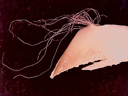 cecarnicom's tweet photo. Morgellons: The Evidence is Evident

https://t.co/CUWogJOIER https://t.co/Z27azXEOAC