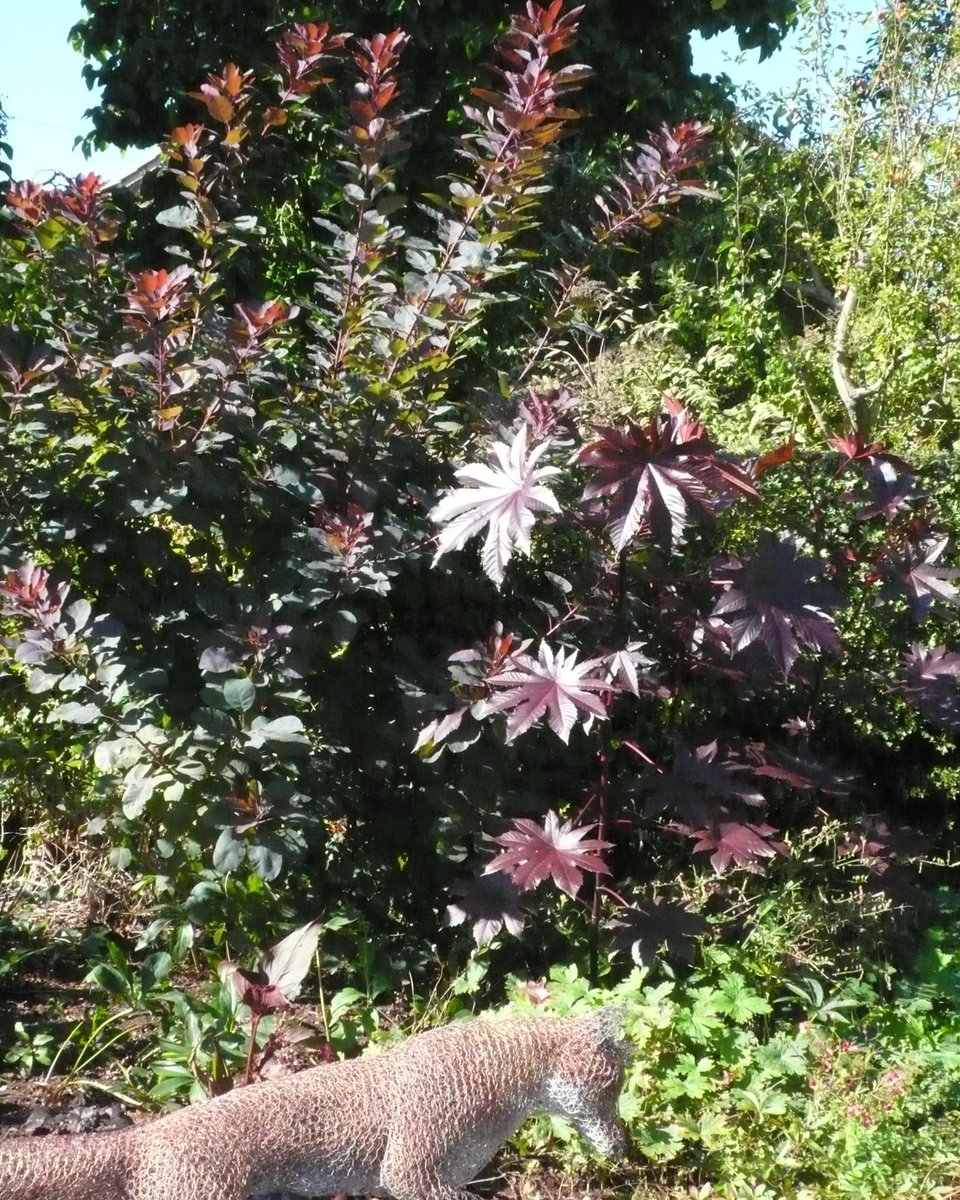 SLGardens's tweet photo. September sun on Cotinus 'Grace' and Ricinus 'New Zealand Black',
#GardenJoy #DarkFoliage #OpenGarden #GardenInspiration #AutumnColour #VisitYork https://t.co/ZCVyHRUlHr