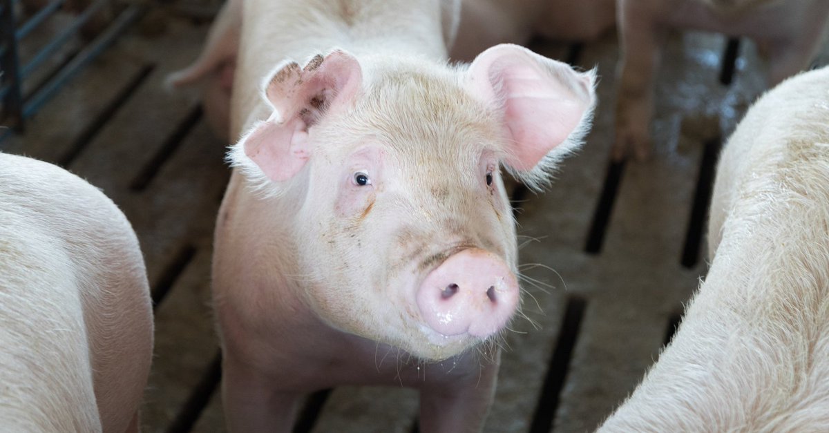 July Pork Exports Remain Below Last Year U.S. #pork exports reached 208,095 mt in July, down 6% from a year ago. Exports below last year’s pace but strength in Colombia, Caribbean & Mexico. Read more on the pork market: farms.com/news/july-beef… #Swine #Pig #USPork #AgTwitter