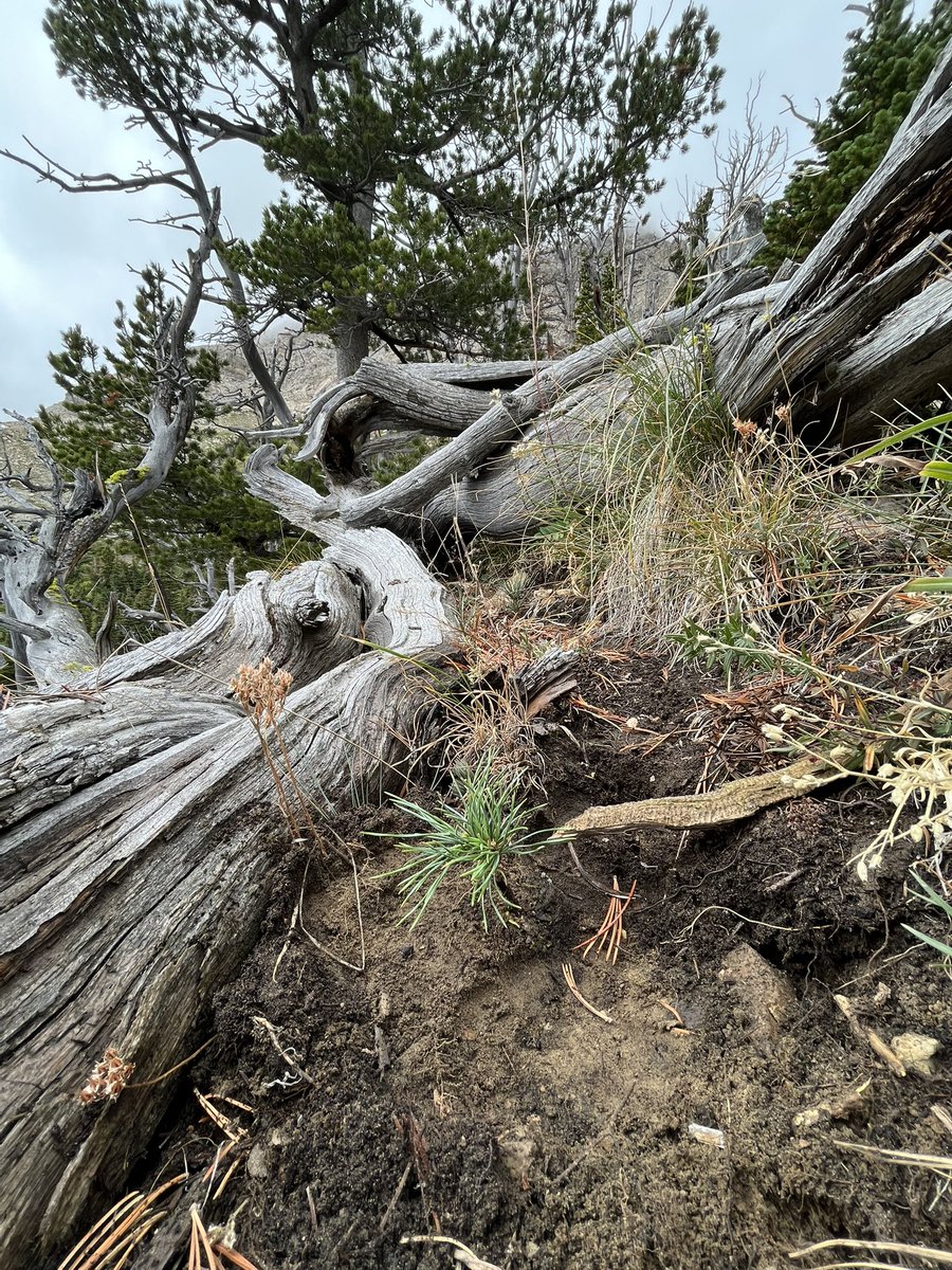 _andrewlowery's tweet photo. Planting trees in the alpine is kinda cool https://t.co/khjPMmfAu7