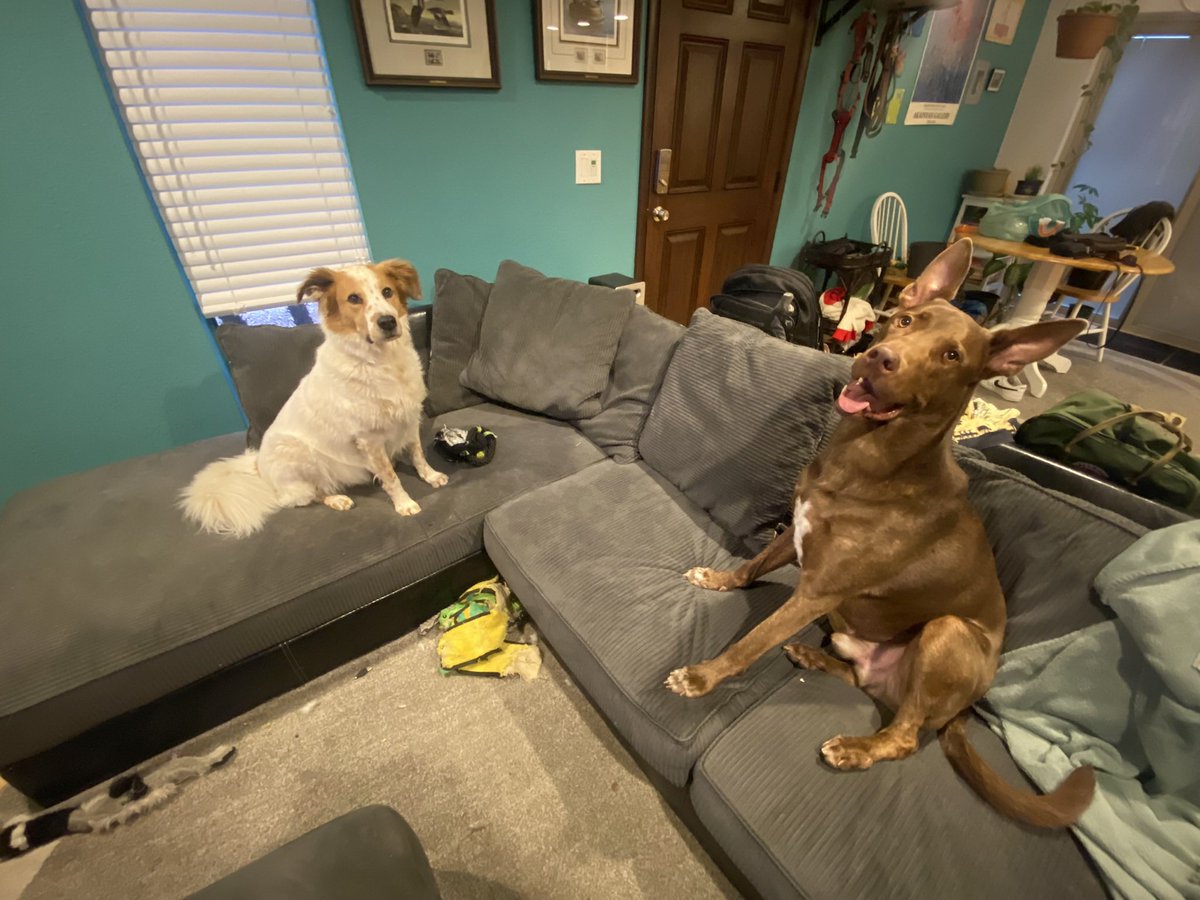 BowfIexin's tweet photo. look at those faces #dogdaddy https://t.co/cDw2ViEVV3