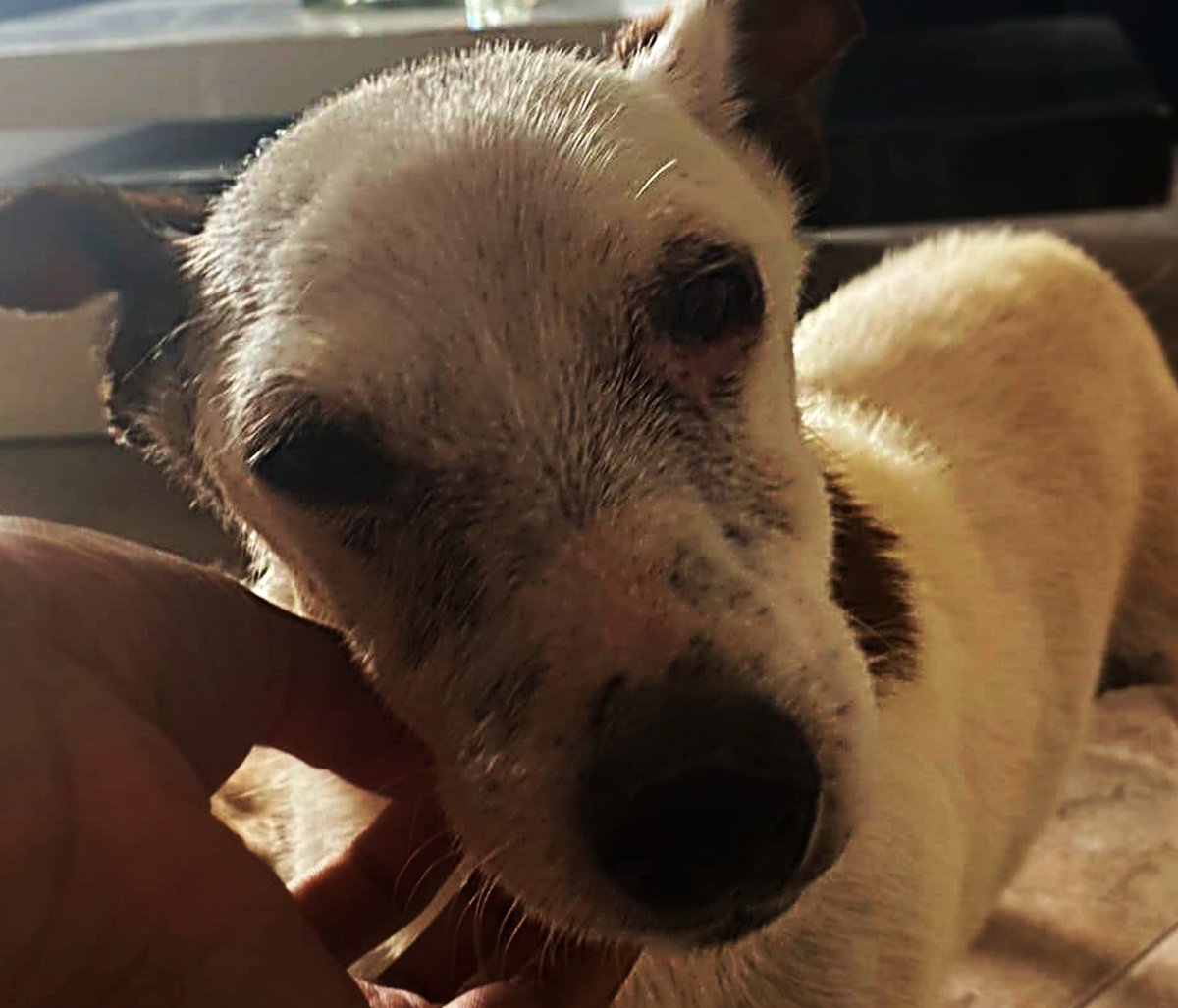 SosAbuelos1's tweet image. #ALICANTE
A nuestro abuelito #PEPÍN se le acaba la acogida este lunes. Estamos hasta arriba y no podemos costearle una residencia 😔.
Por favor, por piedad. no os pedimos dinero, solo una casita..
Que va a ser de él? Qué hacemos?

610482380 WhatsApp