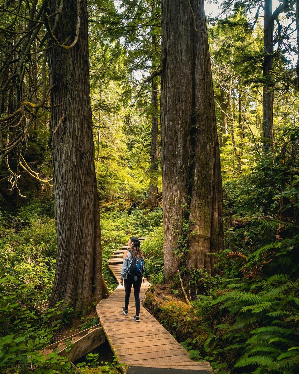 Eager to get off the beaten path in Tofino? Ocean Outfitters will help you escape the busy downtown core to explore the remote corners of Clayoquot Sound.

📷: Ocean Outfitters, Tofino

#ExploreBC #WildernessTourismBC #ExploreWildBC

wilderness-tourism.bc.ca/updates/fall-a…