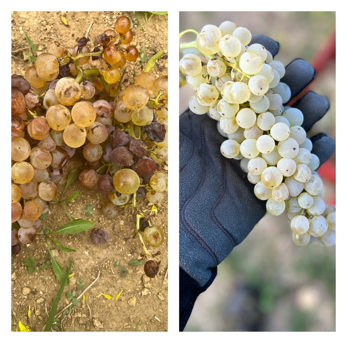 Harvesting by hand is tedious and expensive. It took three of us 9 hours to harvest what a machine can achieve in 30 mins. But a machine cannot differentiate between these ….. #clairette #handharvested