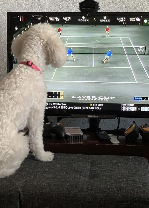 AngelicaGG's tweet photo. Ella también viendo historia🎾💙💙🐶 #LaverCup2022 @rogerfederer @RafaelNadal https://t.co/Uhn4YdZ8Os