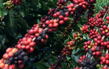 robertosamora's tweet photo. Brasil busca aprimorar dados do café, que não fecham, diz diretor da Conab https://t.co/qb3acnrayH https://t.co/isP11Hr3HZ