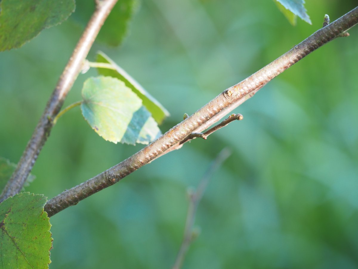 Bog-trotter (@4peatssake2) on Twitter photo <a href="/BrianE_Cambs/">Brian Eversham</a> <a href="/BDSYorkshire/">York. Dragonfly Grp.</a> @bladetail <a href="/BDSdragonflies/">British Dragonfly Society</a> <a href="/ynuorg/">YNU</a> <a href="/TeamNEYEDC/">NEYEDC</a> <a href="/Britnatureguide/">The British Nature Guide</a> <a href="/amentsoc/">AES - amentsoc.org</a> <a href="/BNAscience/">BNA science</a> <a href="/humberhead/">Humberhead Peatlands National Nature Reserve</a> Not the best of shots I'm afraid but birch overhanging a deep drain but definitely oviposit scars👍 <a href="/BrianE_Cambs/">Brian Eversham</a> <a href="/BDSYorkshire/">York. Dragonfly Grp.</a> @bladetail <a href="/BDSdragonflies/">British Dragonfly Society</a> <a href="/ynuorg/">YNU</a> <a href="/TeamNEYEDC/">NEYEDC</a> <a href="/Britnatureguide/">The British Nature Guide</a> <a href="/amentsoc/">AES - amentsoc.org</a> <a href="/BNAscience/">BNA science</a> <a href="/humberhead/">Humberhead Peatlands National Nature Reserve</a> Not the best of shots I'm afraid but birch overhanging a deep drain but definitely oviposit scars👍