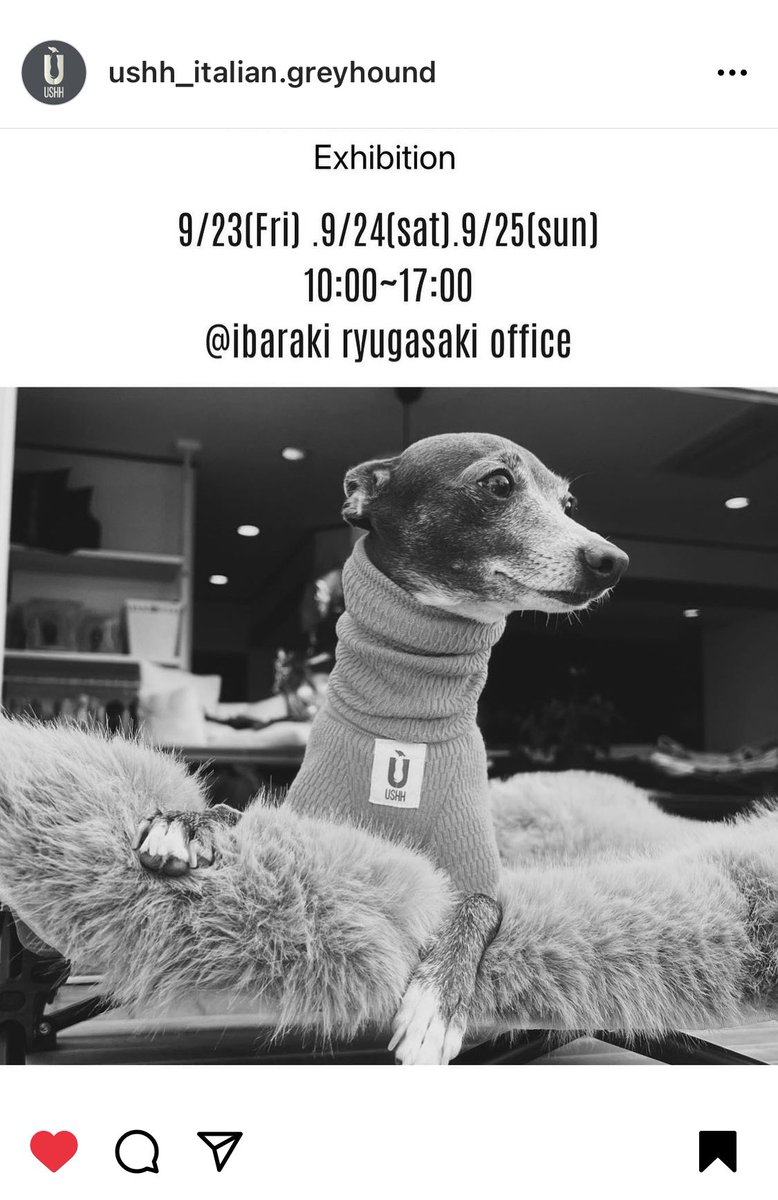 chillanz823's tweet photo. 昨日はUSHHさんの展示会に行ってきました!!ちなみにうちのこです(*´ェ`*)
#あーもんの家族
#イタグレ
#イタリアングレーハウンド
#USHH https://t.co/6MSYWfK7jW