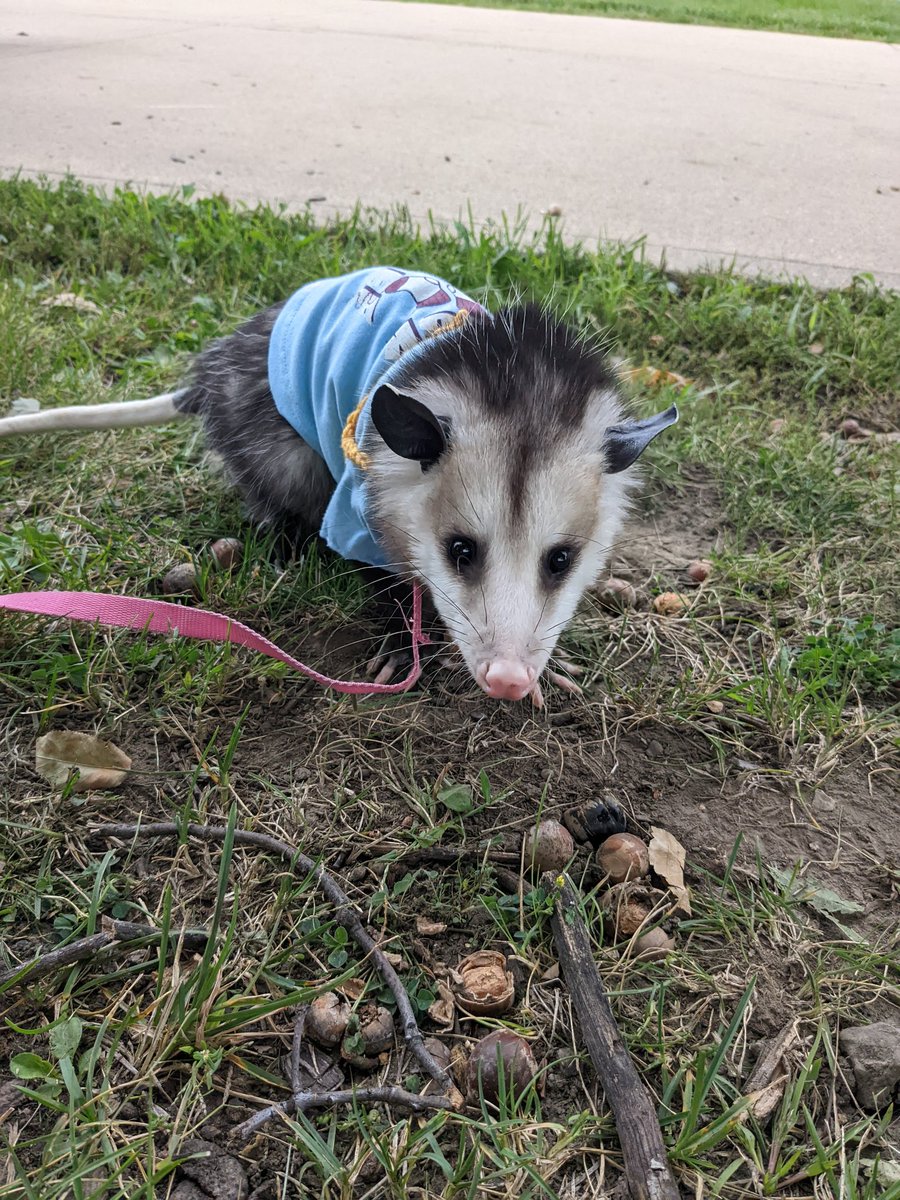 Pj_possum's tweet photo. PJ says thank you to everyone who said hello!🤗 https://t.co/kUpyac9psX