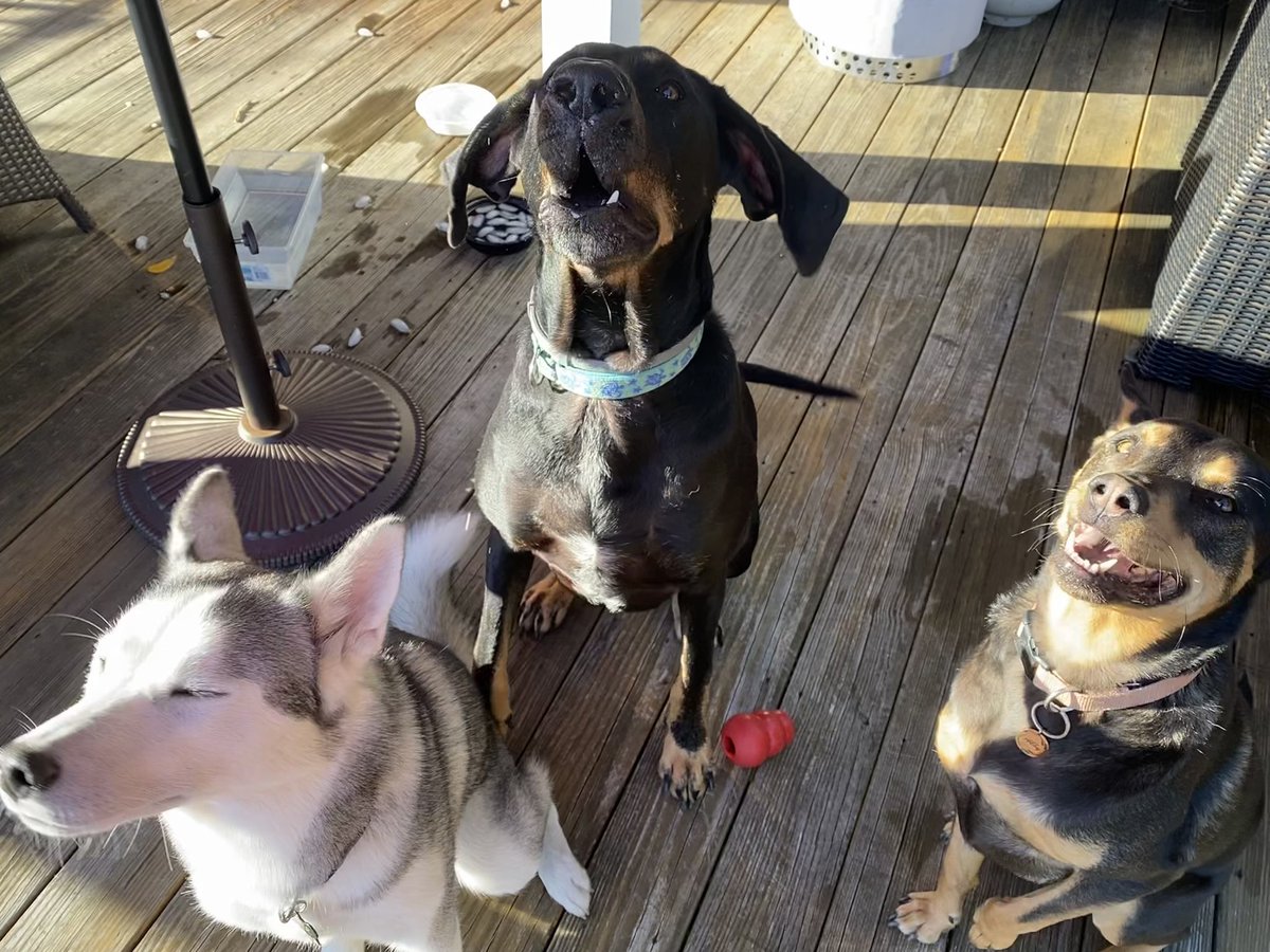 NevaGerman's tweet photo. Treat NOW! -Marshall #dogsitting #uglydogs #lorge https://t.co/kvoGZNn0ZI