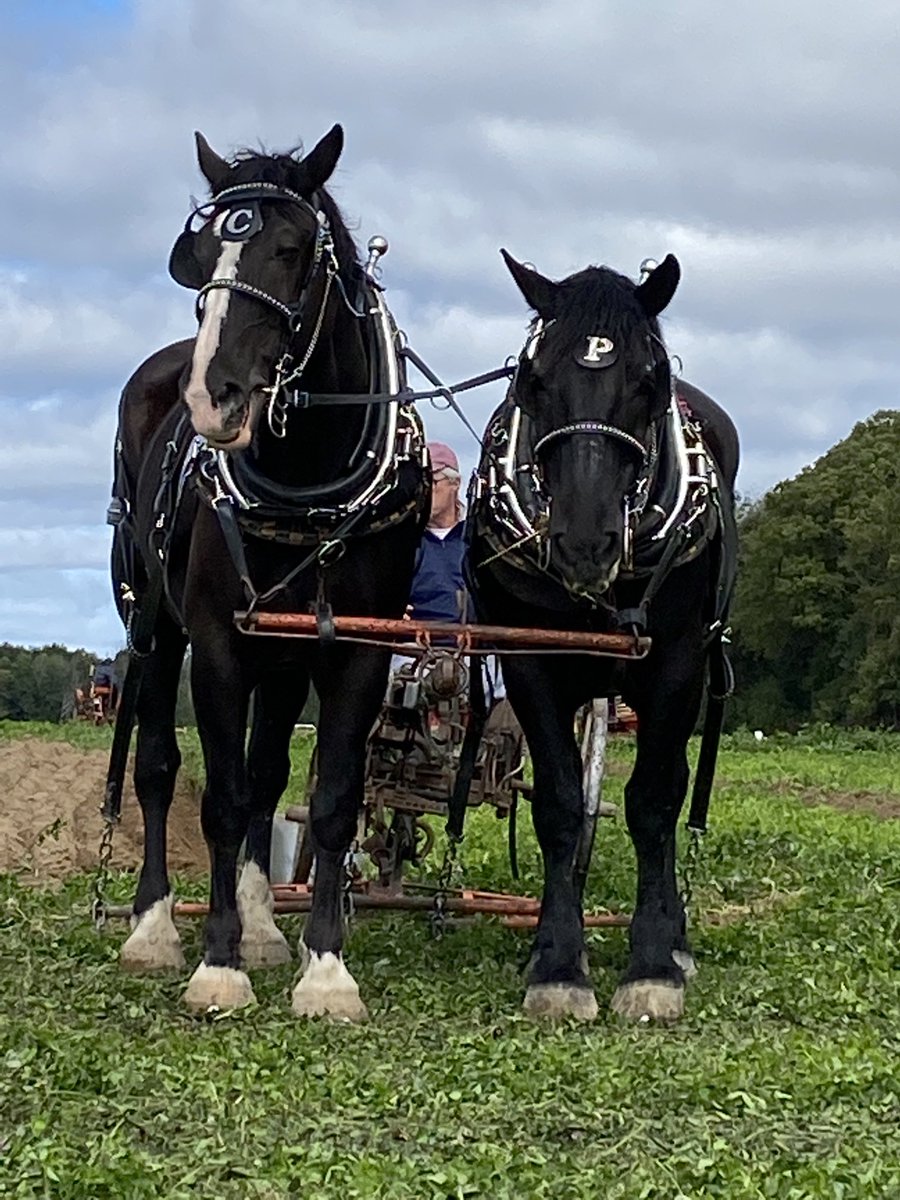 HRH_Frankie's tweet photo. Great day at the #internationalplowingmatch cheering on our cousin Bob and his team!
#ipm #kemptville #ontarioplowmansassociation #percherons #sulkyplow https://t.co/mpcmKoOzKM