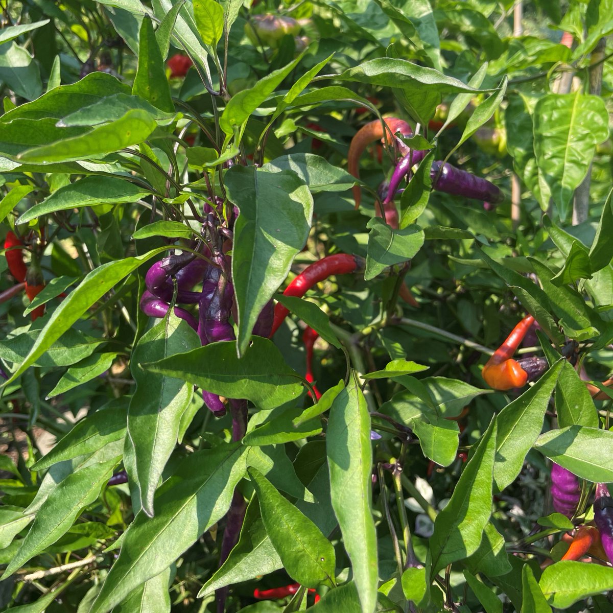 Neighborhood Gardens Trust tweet media