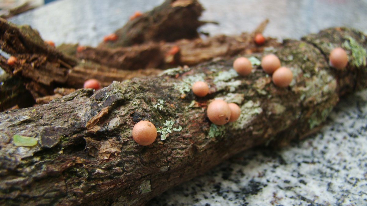 taemdokki's tweet photo. Lycogala epidendrum (wolf's milk) from two different points on the same site. #slimemold #myxomycetes #myxomycota #mixomicetos #amoebozoa #myxogastria #wolfsmilk Foreground is from a tree branch which recently fell due to strong winds, background is from an old tree stump. https://t.co/YjFfgjXMLs