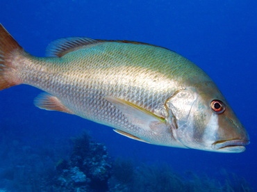 perryinstitute's tweet photo. Happy Fishy Fishery Friday! 🐠🎣
Fun Fact: The dog snapper's most striking feature is the “teardrop” white marking running from the eye to the lower jaw that stands out against its silver-gray to olive-brown body.
#fisheriesresearch #fishfactfriday #snappers #dognapper https://t.co/NPE4cH6HvM