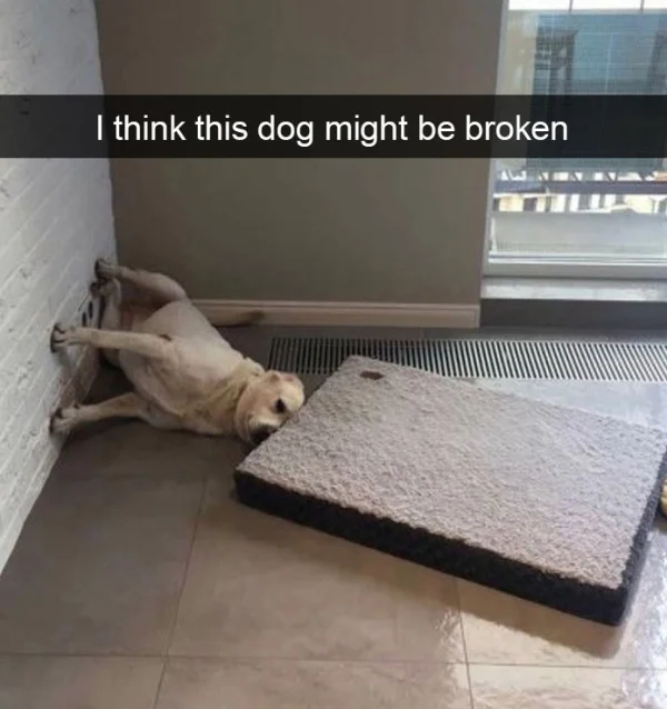 WholesomeMeme's tweet photo. https://t.co/RLzuxpBtG1