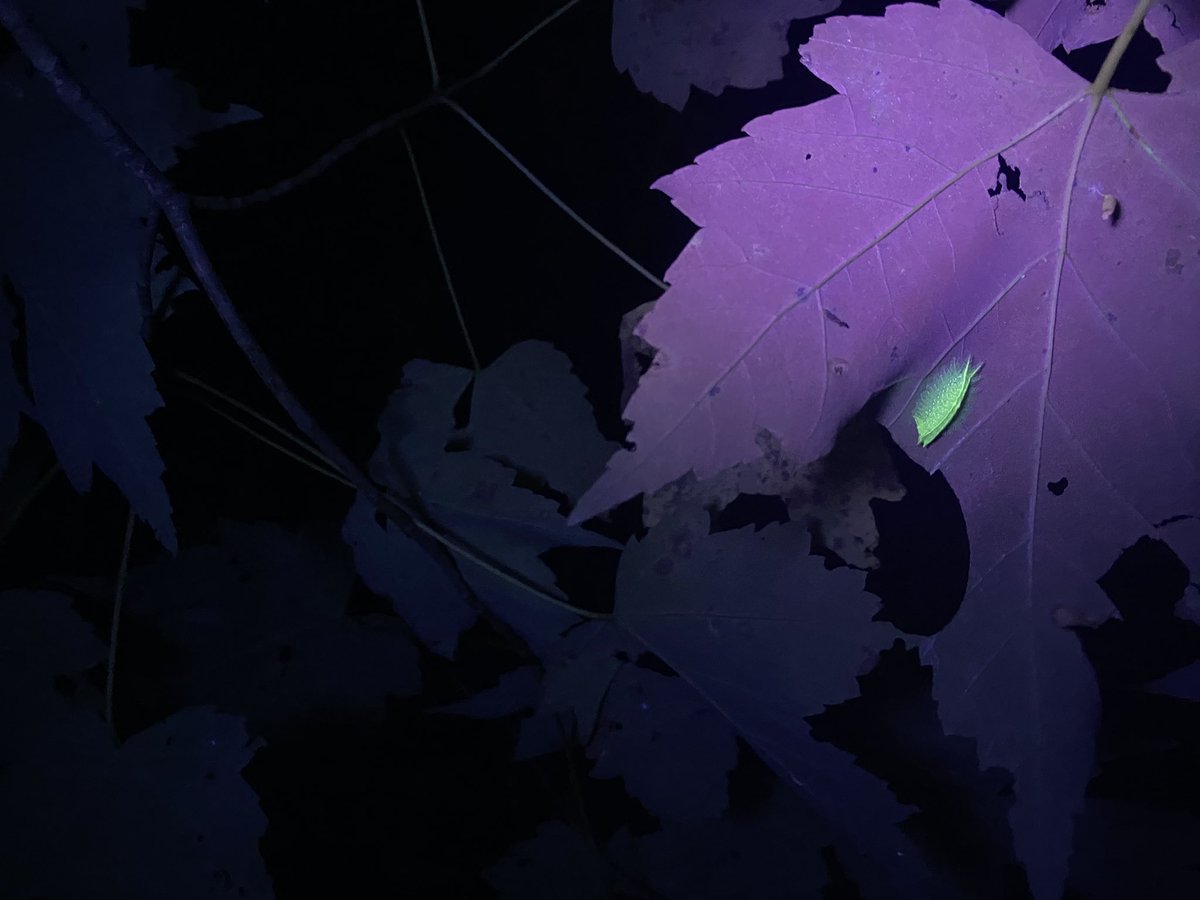 Can we take a moment to appreciate how cool it is that so many #caterpillar species fluoresce! 😍🐛