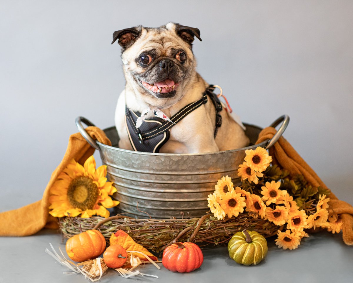 trish2power's tweet photo. @dionnewarwick It’s still hot, but we celebrate the Great Pugkin in these parts. #zeldishadamitajopugglesworth https://t.co/lcUVkQN4kC