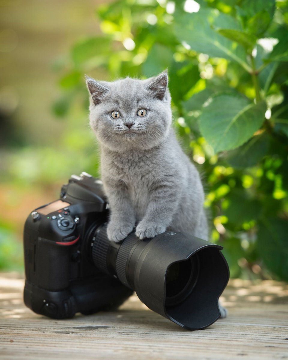 Nikon_Chile's tweet image. ¿Ya tienen sus equipos a mano #Nikonistas? 🤔 ¡Vamos que llega el #FinDeSemana, y todos quieren tomar muchas #fotografías! 😉🐈📸
Foto Nicole Schick Tierfotografie - Nikon D 5.
#Nikon #Réflex #D5 #Fotografía
