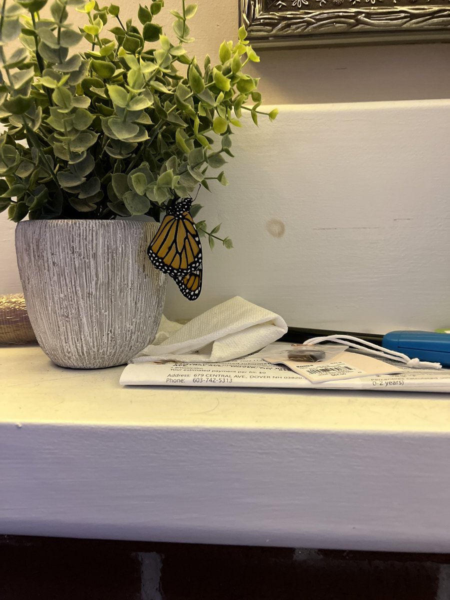 SWolanek's tweet image. Thought we lost our little friend, but someone hatched today 💚