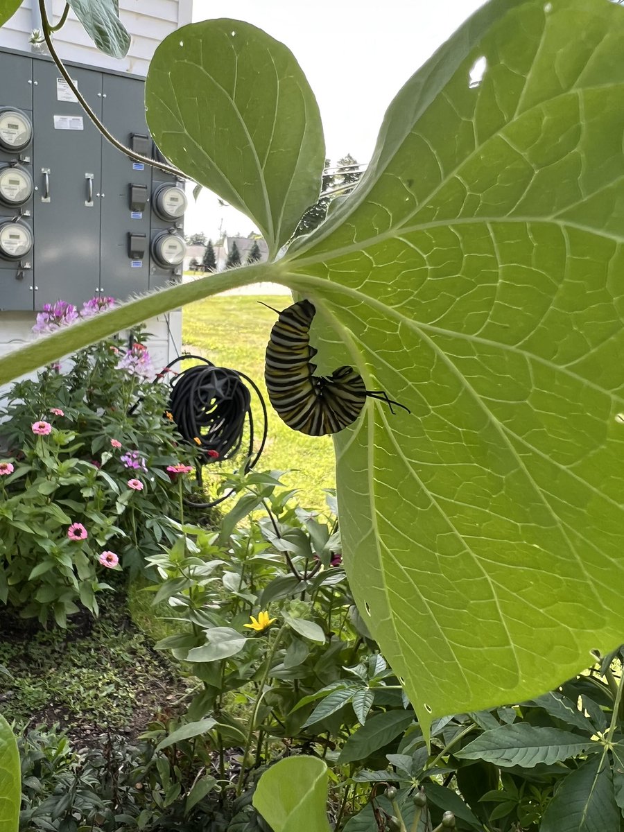 SWolanek's tweet image. Thought we lost our little friend, but someone hatched today 💚