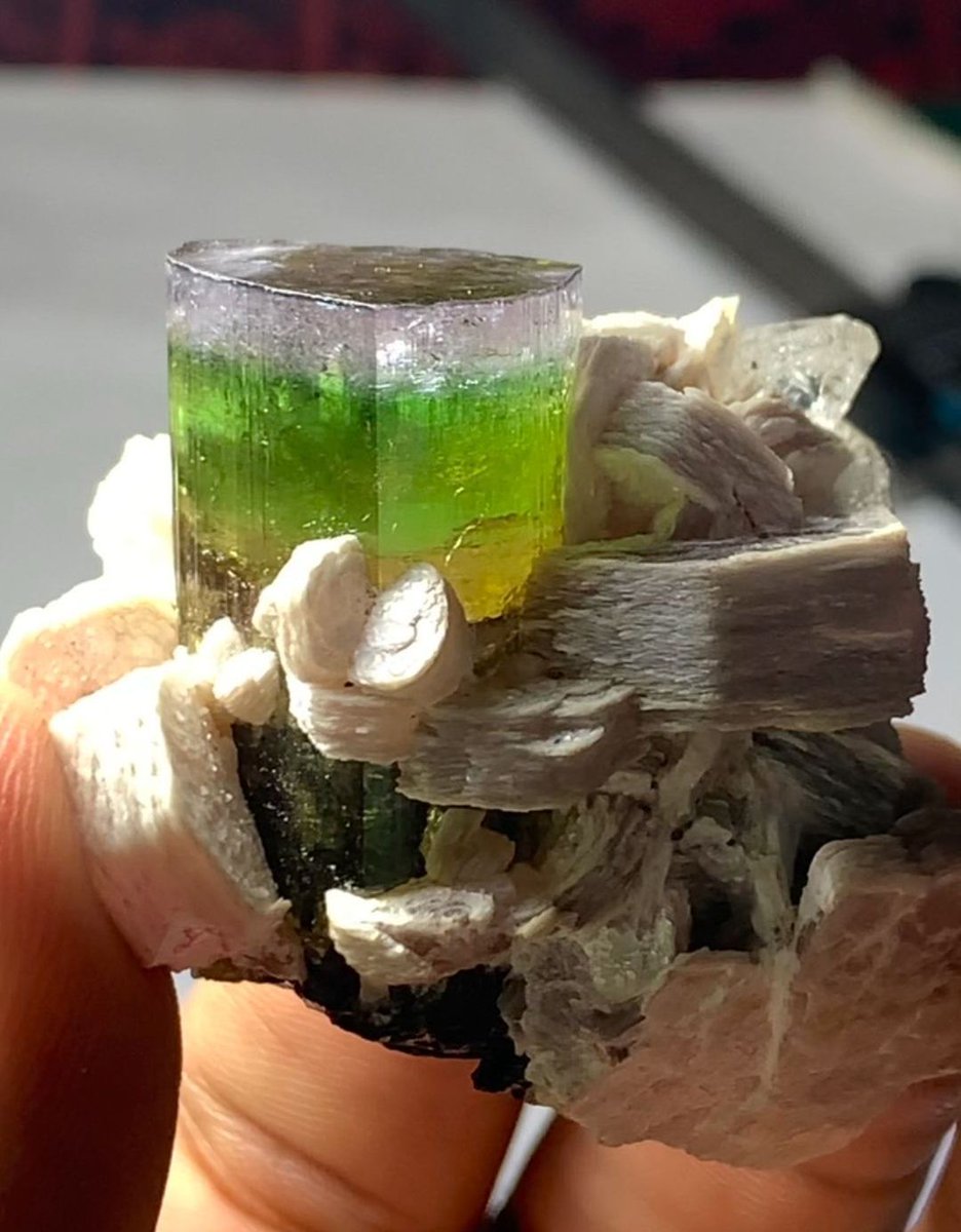 GeologyTime's tweet photo. Bi-colour tourmaline specimen terminated combine with topaz from Paprok, Kamdesh District, Nuristan, Afghanistan

Photo: 𝐐𝐔𝐀𝐋𝐈𝐓𝐘_𝐀𝐅𝐆𝐇𝐀𝐍_𝐆𝐄𝐌𝐒💎

#minerals #crystals https://t.co/ROFhL7jV5m