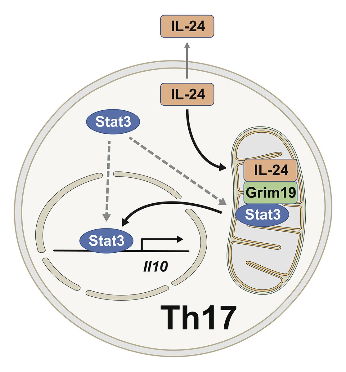 JExpMed's tweet photo. Sie, Kant, et al. show that Th17 cells restrain their own pathogenicity by producing IL-24, which induces IL-10 in a cell-intrinsic manner. https://t.co/oLVNNLAB4M

Part of our #Cytokines collection: https://t.co/Z8hpQU3L5P 
#Cytokines2022 https://t.co/kjsA06iO7T