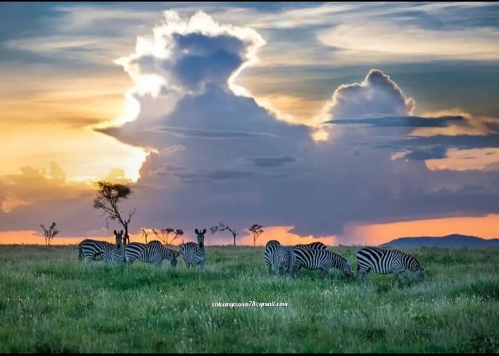 Never-ending moments Serengeti national park Tanzania has to offer 
#tzunforgettable #serengeti 
#wildlifephotography #wenaturalist 
#natgeo #wildlifephotography