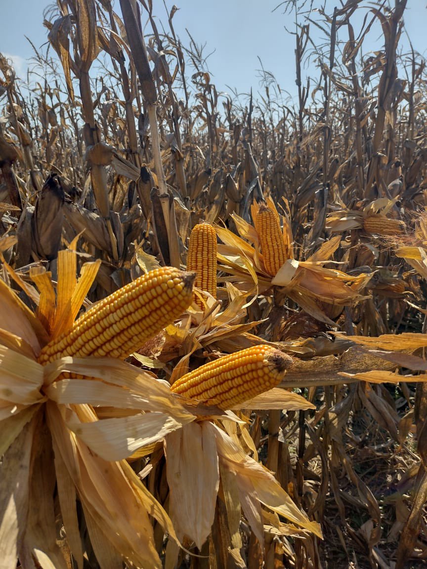 agronucleo's tweet photo. Cosecha de ensayo de maíz tardío en nuestro campo demostrativo 📍 La Delicia Pergamino.

NK890 VIP3 @NKSemillas 
Fecha de siembra 21/12/21

 #nksemillas #tecnologiank #maiztardio #ensayomaiztardio #nk840viptera3 #nk979vip3 #nk897vip3 #nk890vip3 https://t.co/namNptKEAX