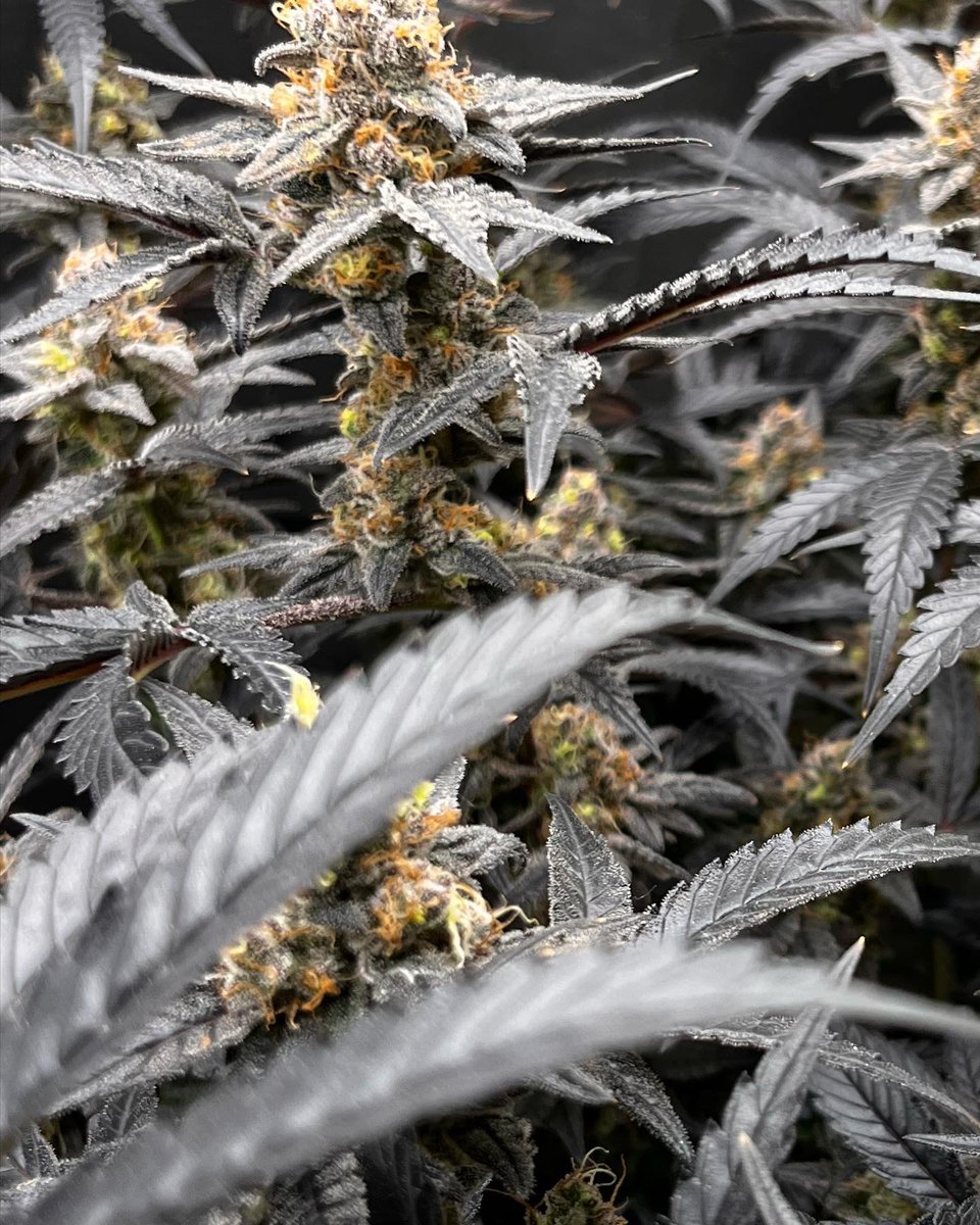 CG_Grow's tweet photo. Purple Lemon Cake by @walipini https://t.co/GJvm3xqYfX