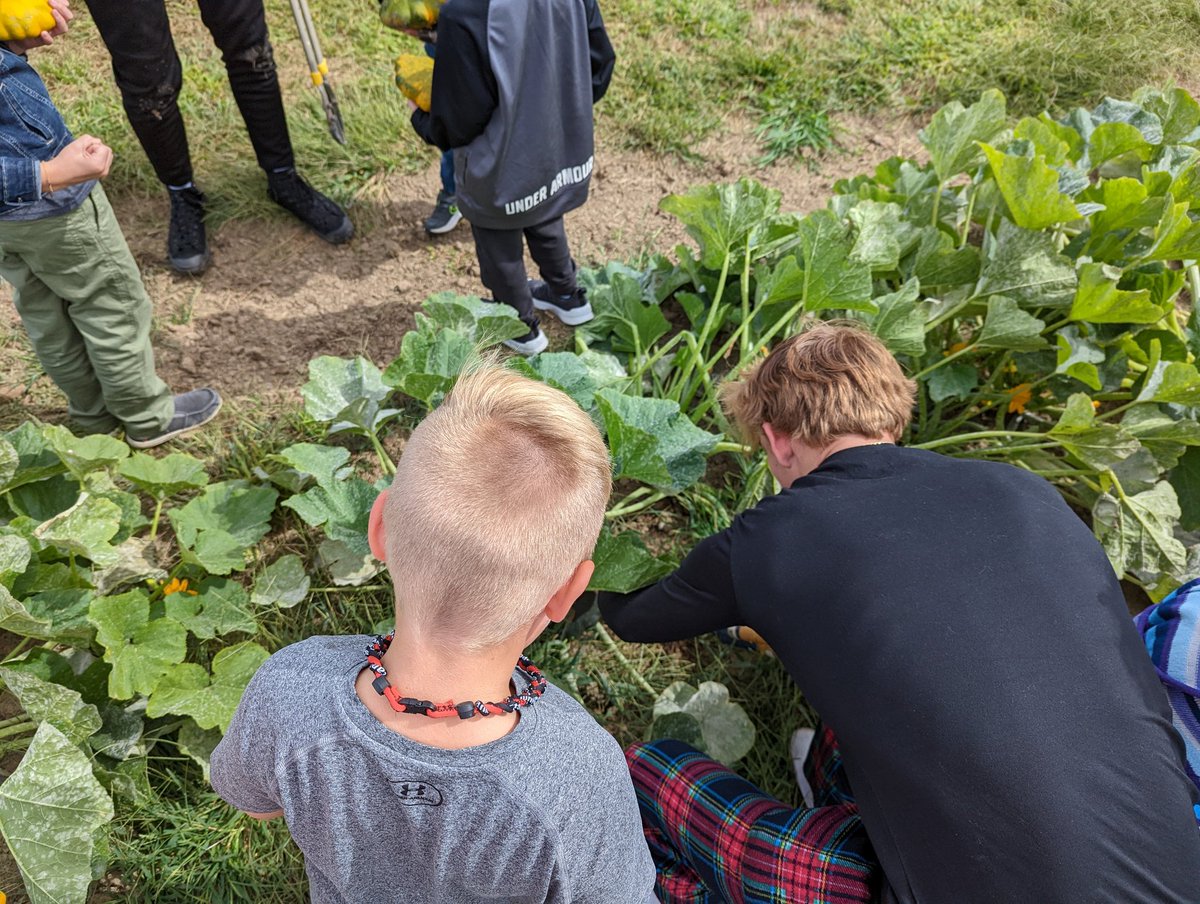 Frankton SIA tweet media