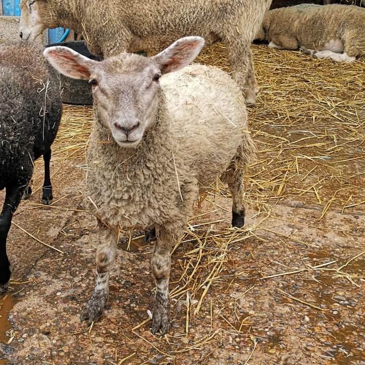 fars_sanctuary's tweet photo. @Emlougar Already in the sheepie cuddle bank Emma 🐑🤗!! #BigMandy #HoneySheep et al will be ready &amp; waiting 🥳🎃👻 https://t.co/J4HwDG5dPv