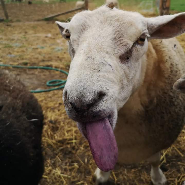 fars_sanctuary's tweet photo. @Emlougar Already in the sheepie cuddle bank Emma 🐑🤗!! #BigMandy #HoneySheep et al will be ready &amp; waiting 🥳🎃👻 https://t.co/J4HwDG5dPv