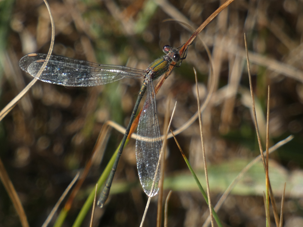 Harry's Birds & Wildlife (@birdinghawkeye) on Twitter photo A nice surprise on my final Spurn butterfly transect for <a href="/YorksWildlife/">Yorkshire Wildlife Trust - follow us on Bluesky 🦋</a> this afternoon was this male Willow Emerald Damselfly, landing by the coastal path near the lighthouse. Another new location on the peninsula for me. <a href="/BDSYorkshire/">York. Dragonfly Grp.</a> <a href="/spurnbirdobs/">Spurn Bird Observatory</a> A nice surprise on my final Spurn butterfly transect for <a href="/YorksWildlife/">Yorkshire Wildlife Trust - follow us on Bluesky 🦋</a> this afternoon was this male Willow Emerald Damselfly, landing by the coastal path near the lighthouse. Another new location on the peninsula for me. <a href="/BDSYorkshire/">York. Dragonfly Grp.</a> <a href="/spurnbirdobs/">Spurn Bird Observatory</a>