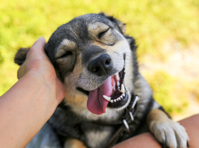 MerriamWebster's tweet photo. Happy Friday afternoon!
Our word for you today is 'happify,' defined as "to make happy."
Can you use it in a sentence? https://t.co/afDzIK8UWr