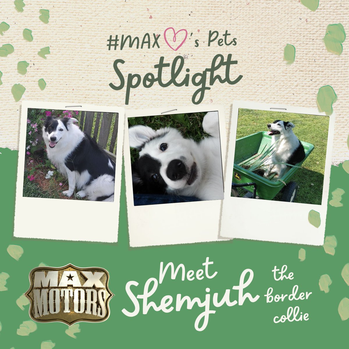 MaxMotorsDealer's tweet photo. #PetSpotlight Meet Shemjuh, the border collie! She belongs to Ron McBee, salesman here at Max Ford Richmond! Shemjuh is highly trained in search and rescue as well as personal protection. She loves to play ball and sit on Ron's lap pretending she is a lap dog! #MaxLovesPets https://t.co/LPJt2hZo6K