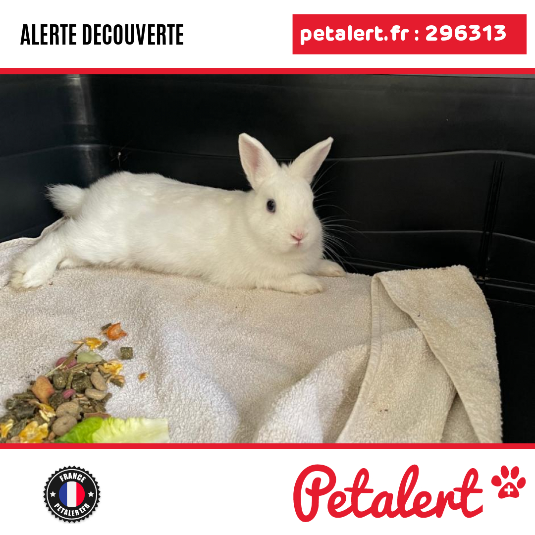 petalert_france's tweet photo. Trouvé #Lapin #TarnEtGaronne #Septfonds #Petalert  #PetAlert82 / https://t.co/Ot6RBpOm7e https://t.co/S1npi5sktQ