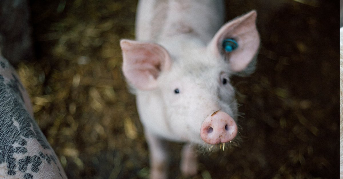 ASF Vaccine Use Suspended Pending Investigation of Deaths of Vaccinated Pigs Swine Health Information Center says despite the suspension of the #ASF vaccine, progress is still being made. Learn more on the ASF vaccine suspension: farms.com/news/asf-vacci… #Swine #Pig #AgTwitter