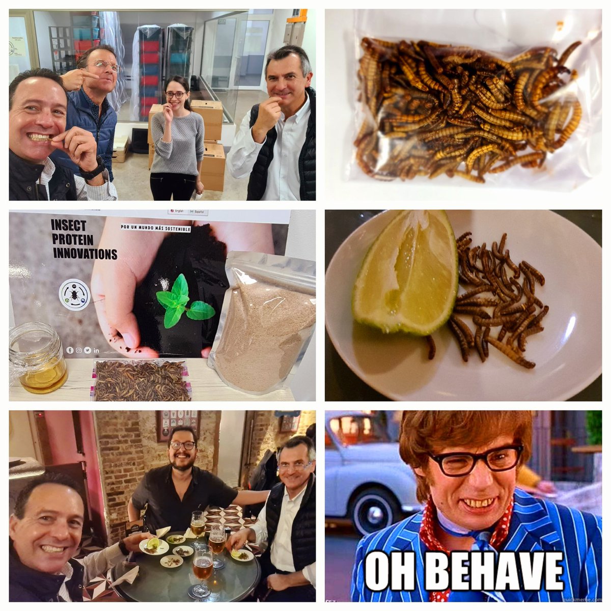 Enjoying some delicious, nutritious and sustainable mealworm snacks <a href="/inprotin/">INPROTIN</a> 😄🐛🇬🇹👍 <a href="/TriGabe/">Gabriel Biguria</a> <a href="/LuisPedroSanch/">Luis Pedro Sanchez</a> <a href="/PPennington_Lab/">Pamela Pennington</a> 
#dogfooding #Mealworms #sustainable