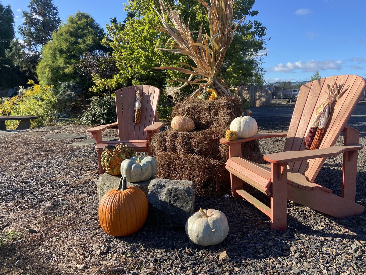 YourPond's tweet photo. Did you know that #PineNeedles aren’t just for mulching? They also look great in a #fallseason display! Come see us tomorrow at the @WhitpainTwp community festival! It will be a beautiful day to get out &amp; support your community! #fall #falldecor #falldecorations #pineneedlemulch https://t.co/H6jldwBbqB