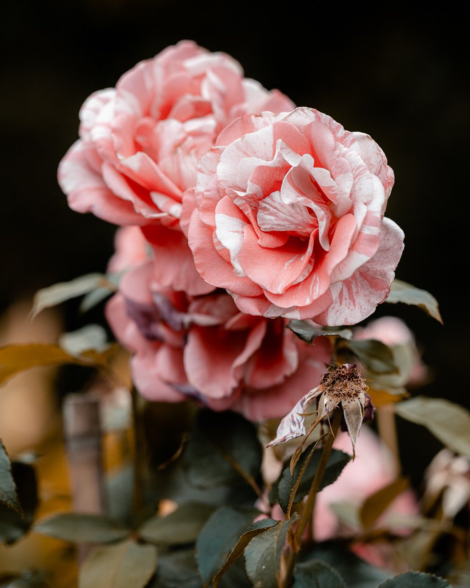 Roses yielding to seasonal change Nikon Z7II 70-200mm /2.8 #roses #flowers #rose #love #nature #flower #flowerstagram #photography #flowersofinstagram #garden #pink #beautiful #naturephotography #floral #instagood #flowerphotography #redroses #photooftheday #pinkroses