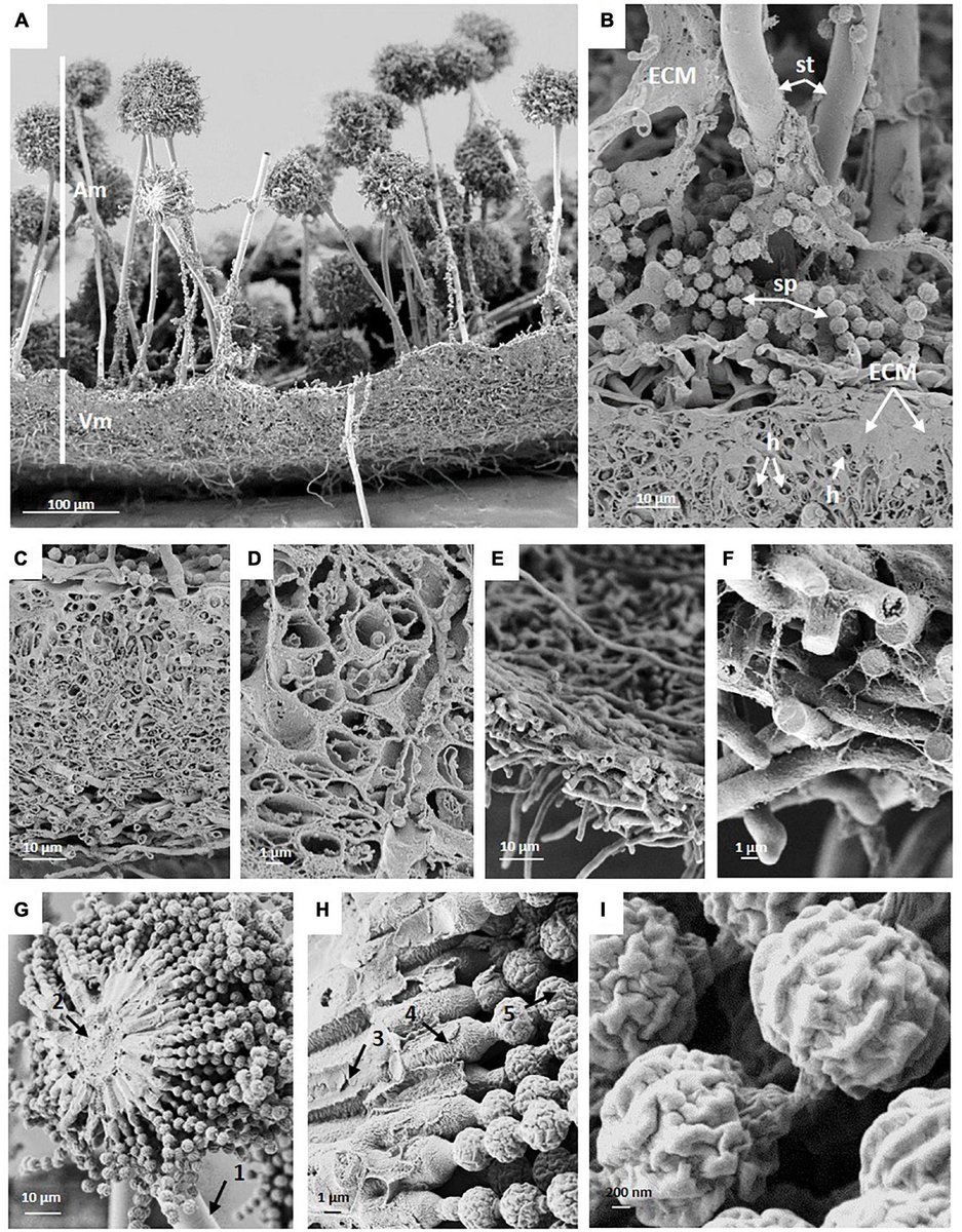 Our last paper from my PhD research is finally out!! Only took 2 years, and 2 submissions 😂 We checked #aspergillusniger colony #biofilms under simulated #microgravity! And got amazing pictures of #mold colonies at the microscope! Have a read here:
frontiersin.org/articles/10.33…