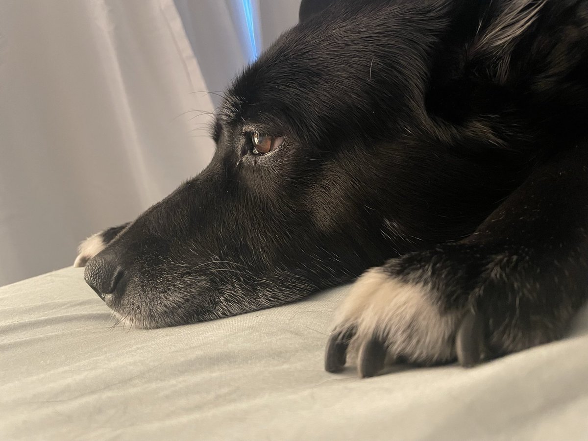 AxelGoodestBoi's tweet photo. ❤️ *thinking goodest boy thoughts in Dog** ruff ruff woof https://t.co/EPyDpAk9DF
