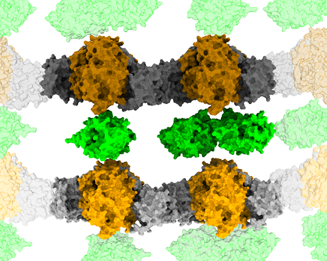 What is the organization of a #PolyketideSynthase assembly line ?  #CryoEM studies of a filament of a trans-AT PKS bimodule core provide a first glimpse at multimodular PKS: science.org/doi/10.1126/sc…