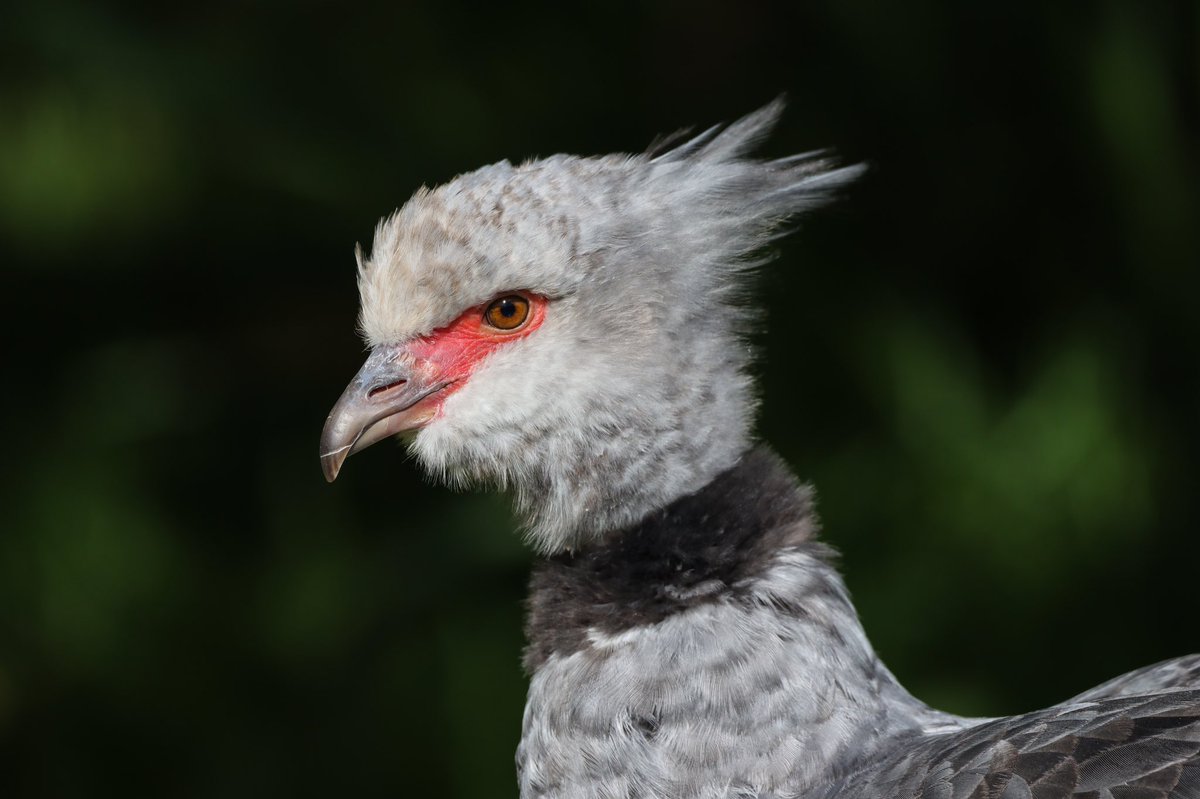 DanSh1elds's tweet image. Southern screamer apparently 😂

#southernscreamer #martinmere #canon90d #sigma150600 #Sharemysigma