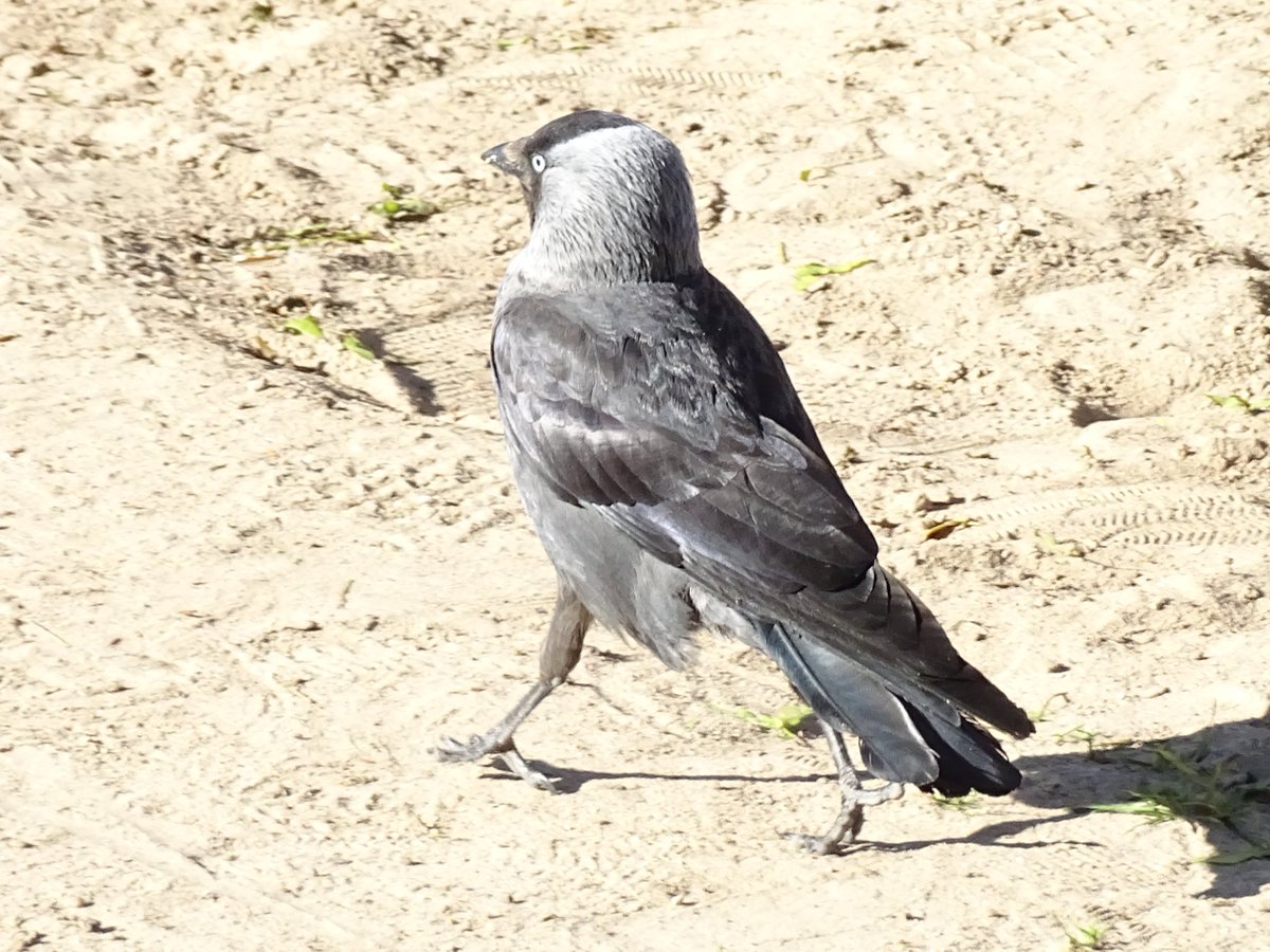 Kovārnis / Eurasian Jackdaw / Corvus monedula. 5.06.2022. 
#BirdsSeenIn2022 #Latvia #bird #ornitology #nature #TwitterNatureCommunity #LatvijasDaba