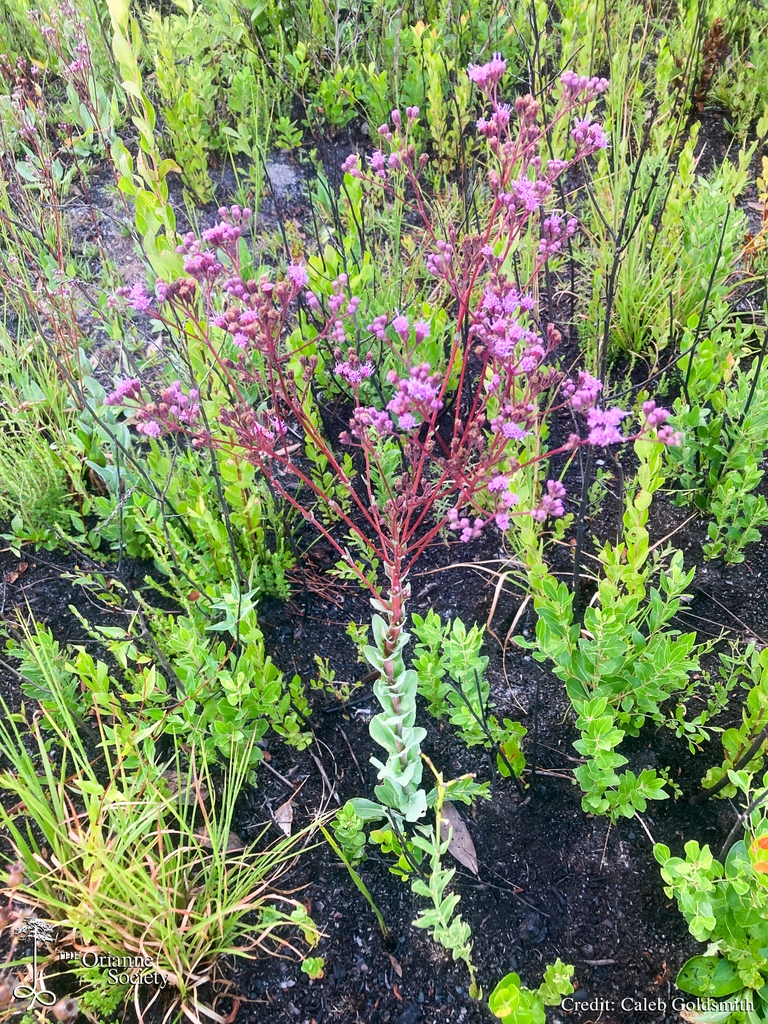 OrianneSociety's tweet photo. As summer ends, #wildflowers are in bloom across the sandhills! Take a look at what Caleb has spotted around The Orianne Society's Longleaf Stewardship Center.
#Orianne #CalebGoldsmith #LightingaMatch #conservation #nativeplants #flora #longleafpine #longleafsandhills https://t.co/Uxhk96nq9L